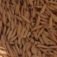برنج هاشمی