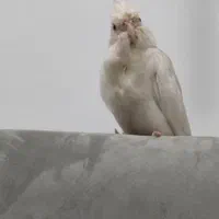 عروس هلندی  گم شده