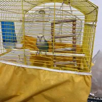 طوطی برزیلی آشتی|پرنده|بندرعباس, |دیوار