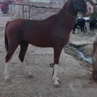 اسب عرب