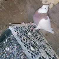 یه عدد طوقی نر|پرنده|ریگان, |دیوار