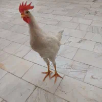 جوجه خروس