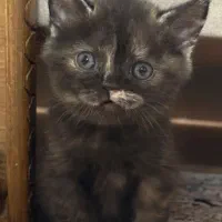 گربه بریتیش|گربه|گنبد کاووس, |دیوار