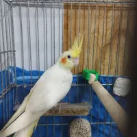 عروس هلندی نر