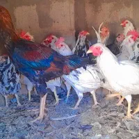 حراج و فروش خروس گلین/مرغ وخروس لاری/مرغ محلی