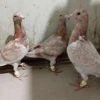 هفترنگ سو خطی