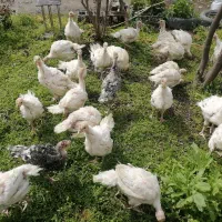 جوجه بوقلمون بیوتی6