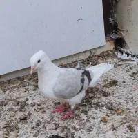 دوتا دوکت یا پشت آبی و کاغذی|پرنده|جم, |دیوار