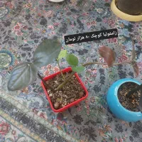 فروش ویژه گل‌های آپارتمانی سالم|گل و گیاه طبیعی|ایرانشهر, |دیوار