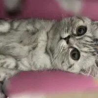 گربه بریتیش