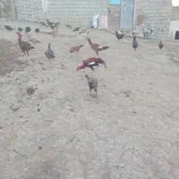 مرغ و خروس لاری|حیوانات مزرعه|اشنویه, |دیوار