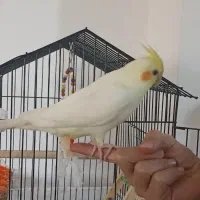 عروس هلندی  با قفس و همه‌ی وسایل