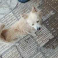 سگ پامر|سگ|شیراز, زند|دیوار