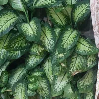 گل طبیعی دیفن باخیا