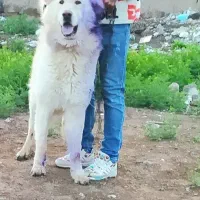 سگ سرابی