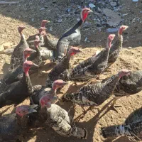 بوقلمون|حیوانات مزرعه|کرج, گلشهر|دیوار