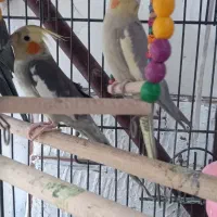 باسلام ۳عددعردس هلندی