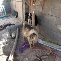 بزغاله نر