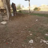 منزل-دربست-دو-طبقه