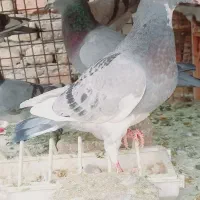 ۱ عدد جوجه نر مسافتی کبوتر موریس دلبر