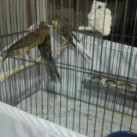 قناری نرو ماده رسمی بلند(شاخص)|پرنده|تهران, مسعودیه|دیوار