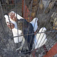 کبوتر کاشونی دورگ وزاغ