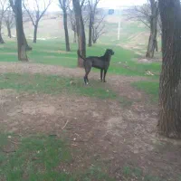 سگ سرابی اصیل|سگ|پیشخور, |دیوار