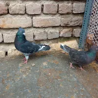 کبوتر|پرنده|نوشین شهر, |دیوار