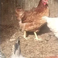 مرغ وخروس درجه یک به شرط|حیوانات مزرعه|دشتابی, |دیوار