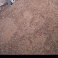 کودگوسفندی