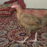 مرغ لاری اصیل اوشامو