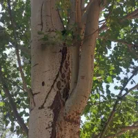 درخت کبوده وگردو|گل و گیاه طبیعی|شهرکرد, |دیوار