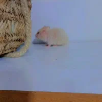 همست.ر|موش و خرگوش|قلعه قاضی, |دیوار