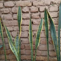 گلهای طبیعی آپارتمانی|گل و گیاه طبیعی|مرند, |دیوار