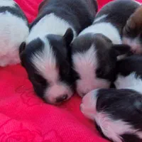 پاکوتاه اشپیزاسترالیایی