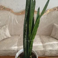 گل طبیعی|گل مصنوعی|مشهد, موسوی قوچانی|دیوار