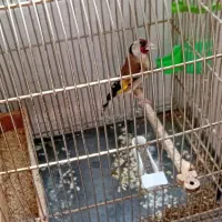 سهره ماده