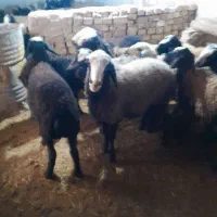 میش وبره|حیوانات مزرعه|قزوین, |دیوار