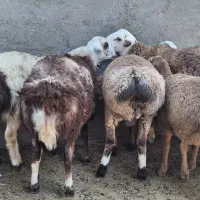 بره چینی