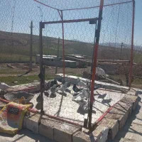فنس کبوتر