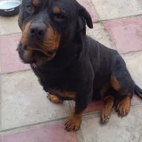 سگ نگهبان|سگ|هشتگرد, تهران دشت|دیوار