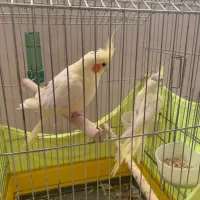عروس هلندی