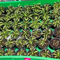 گیاه حشره خوار