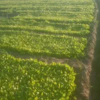 نهال کاهو|خدمات باغبانی و درختکاری|خان ببین, |دیوار