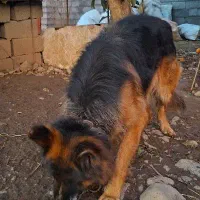 سگ ژرمن|سگ|کوچصفهان, |دیوار