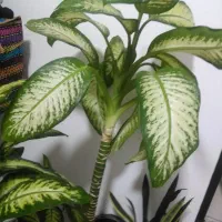 گل دیفن باخیا