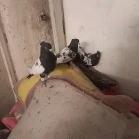 کفتر صید|پرنده|مشهد, پورسینا|دیوار