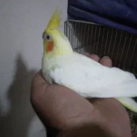 عروس هلندی جوجه ۲ ماهه