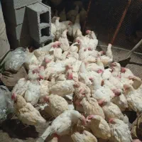 مرغ سفید تخم گذار