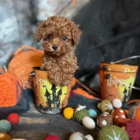 سگ توله پودل تاینی پودل دارک رد ۸۰ روز|سگ|تهران, ایوانک|دیوار